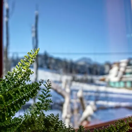 Msc Honeymoon * Zakopane